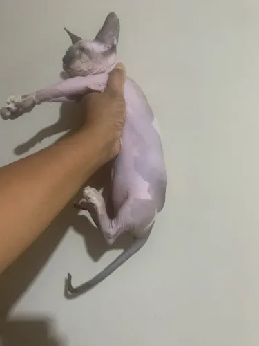 Sphynx 2800 fêmea