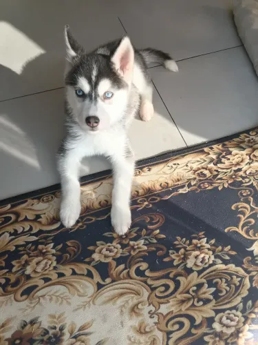 Filhote husky fêmea 
