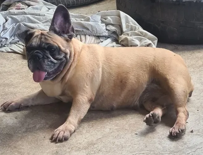 Bulldog francês