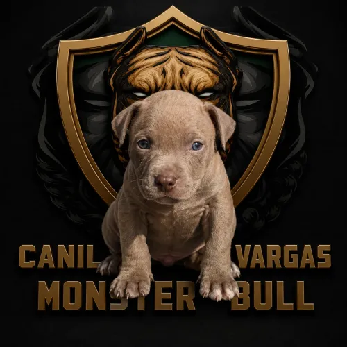 Filhotes pit monster com pedigree 