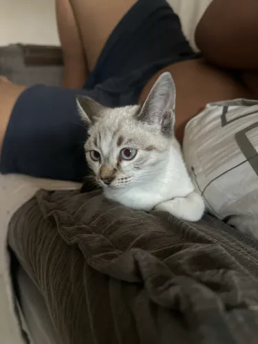 Estou doando gata 2 meses !