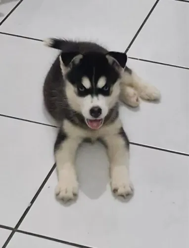 Husky siberiano Contratação aberta por tempo limitado