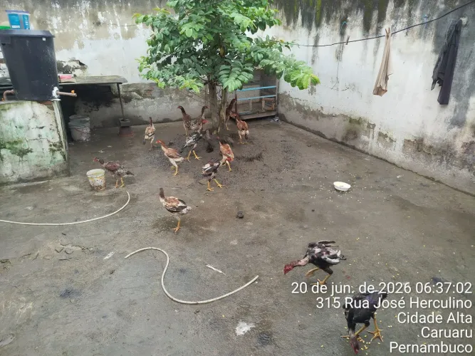 Galos de rassa pra vende 