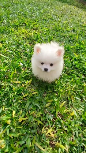 Lulu pomerânia machinho parcelamento 12x