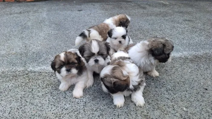 Lindos filhotes de shih Tzu a venda!