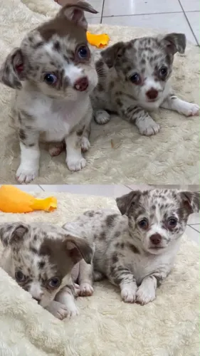 Chihuahua merle 