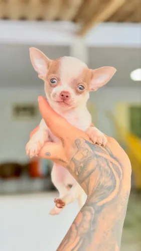 Chihuahua macho micro Lilic com branco pelo curto