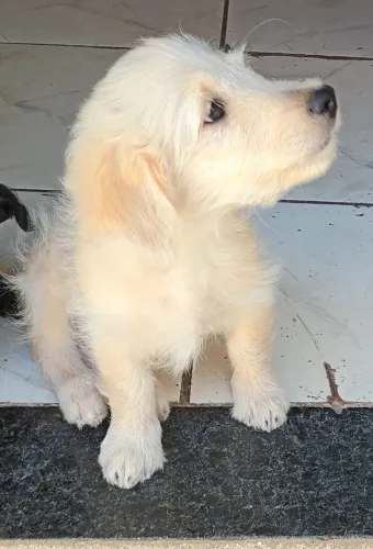 Filhote de Lhasa apso macho