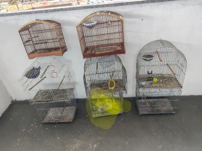 Artigo para pet