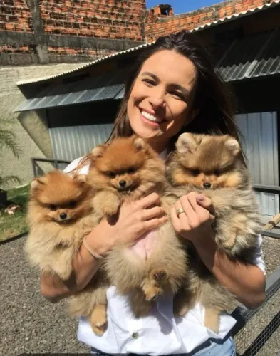 Doa-se Lulu da Pomerânia