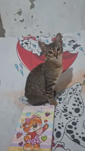 Doando gatinho