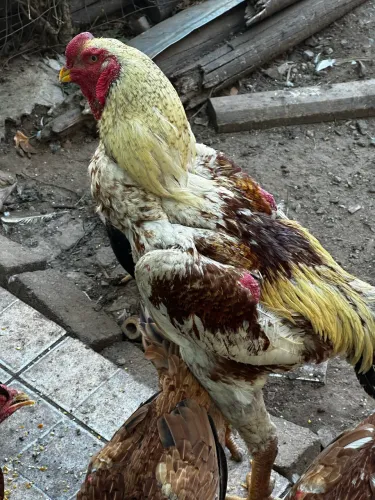 TROCO ÍNDIO GIGANTE POR POLACO GIGANTE .