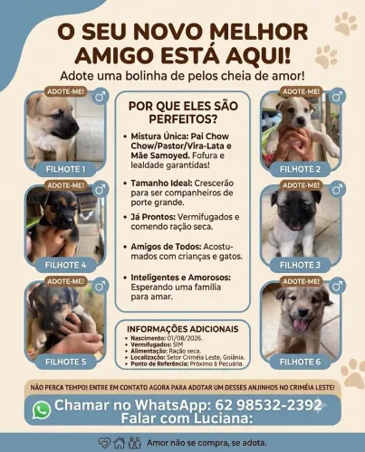 Filhotes mãe samoieda 45 dias