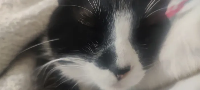 ADOÇÃO DE GATO