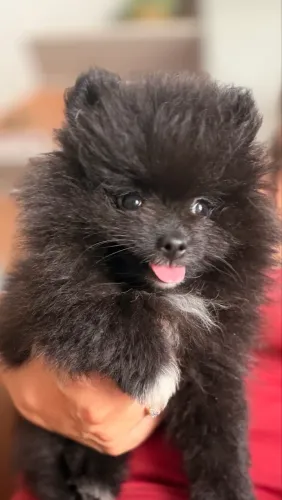 Spitz alemão - Lulu da pomerania