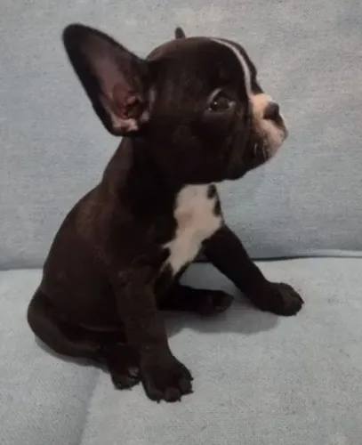 Filhote de bulldog francês o pequeno companheiro cheio de charme