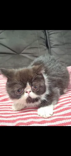 Gato persa exótico