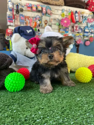 Filhote de Yorkterrier mini disponíveis 
