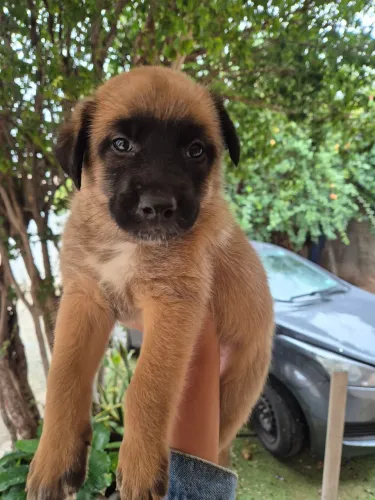 Pastor Belga Malinois (macho)