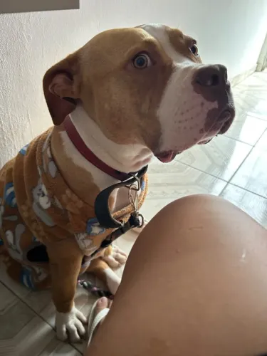 American bully