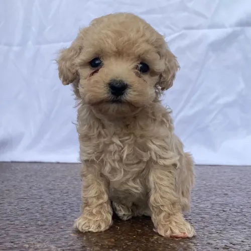 Poodle Toy Champanhe | Entrega imediata para não a perde oportunidade 