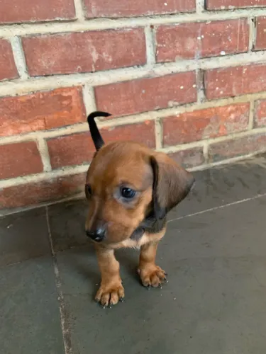 Filhote dachshund Macho(550) e Fêmea (650)