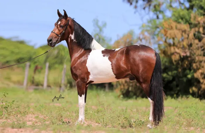 CAVALO PAMPA- MARCHA PICADA