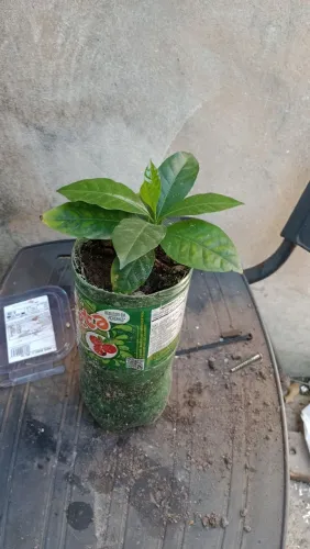 Vendo mudas de café arábica por r$ 15 as grandes e pequena 5 cada