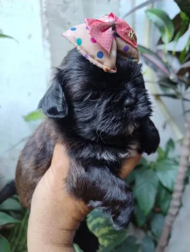 Vendo cachorro 