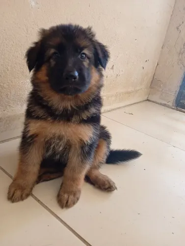 Filhotes de Pastor Alemão 