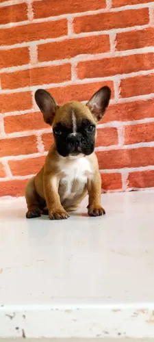 Filhotes de Bulldog francês 