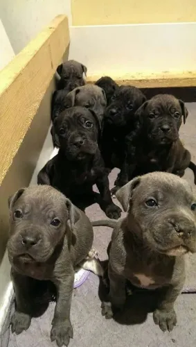 Cane Corso