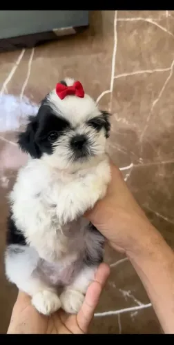 Linda filhotinha de shi tzu