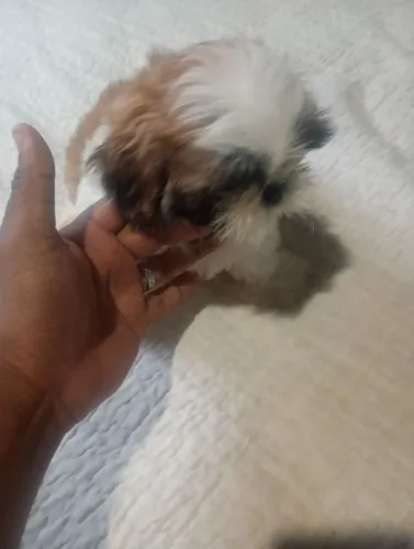 Filhote de shitzu macho com dois meses de idade