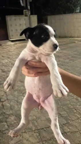 Cachorra Filhote Fêmea