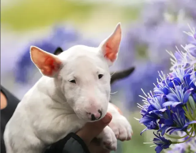 Bull Terrier,Bull Terrier Filhote Disponível Alta Qualidade