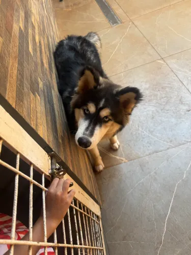Vende se husky
