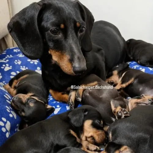Dachshund Teckel salsicha linguiça basset FOTO REAIS!