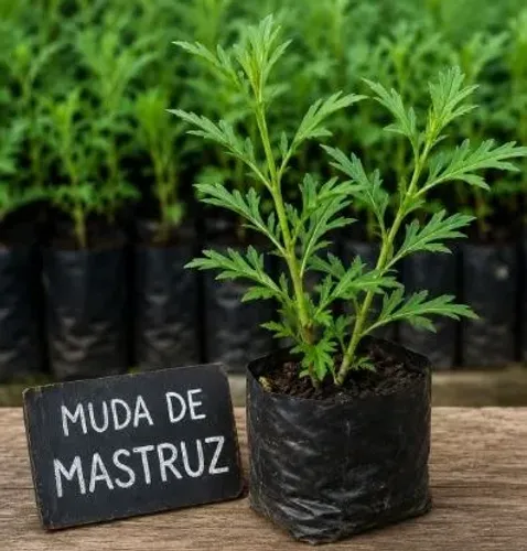 MUDA DE MASTRUZ