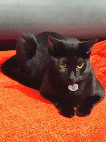 Lindo Gato Preto p/ Adoção responsável e amorosa 