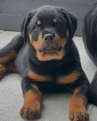 Lindos filhotes de Rottweiler esperando por você.