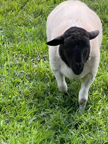 Dorper macho com 4 meses