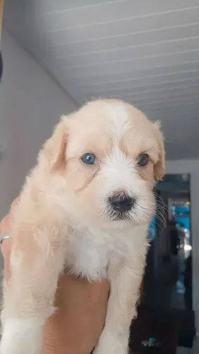 Poodle fêmea disponível passo no cartão também com acréscimo da máquina ate 12 vezes 