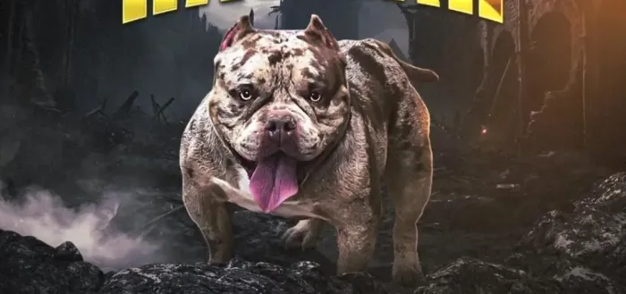 American bully micro merle (( cruza cobertura inseminação artificial))