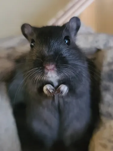 Gerbil