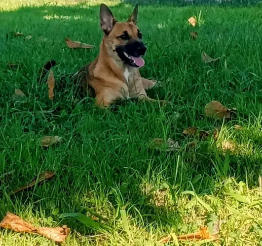 Cão Pastor Alemão