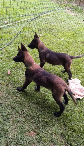 Malinois filhotes CBKC