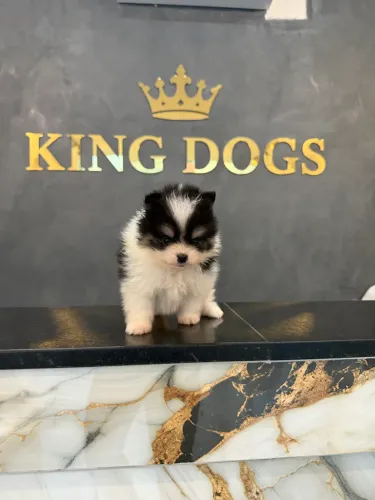 Lindos bebês disponíveis de Spitz alemão