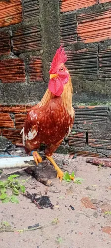 Galo caipira