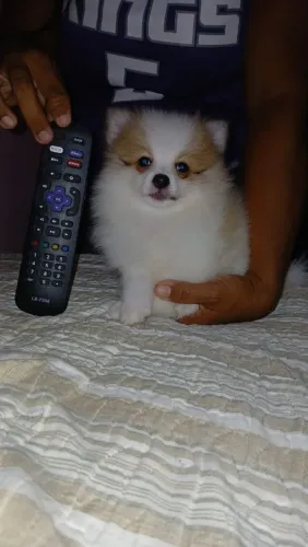 Spitz alemão femea